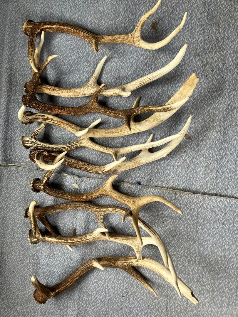 鹿の角 複数セット 自然な形状