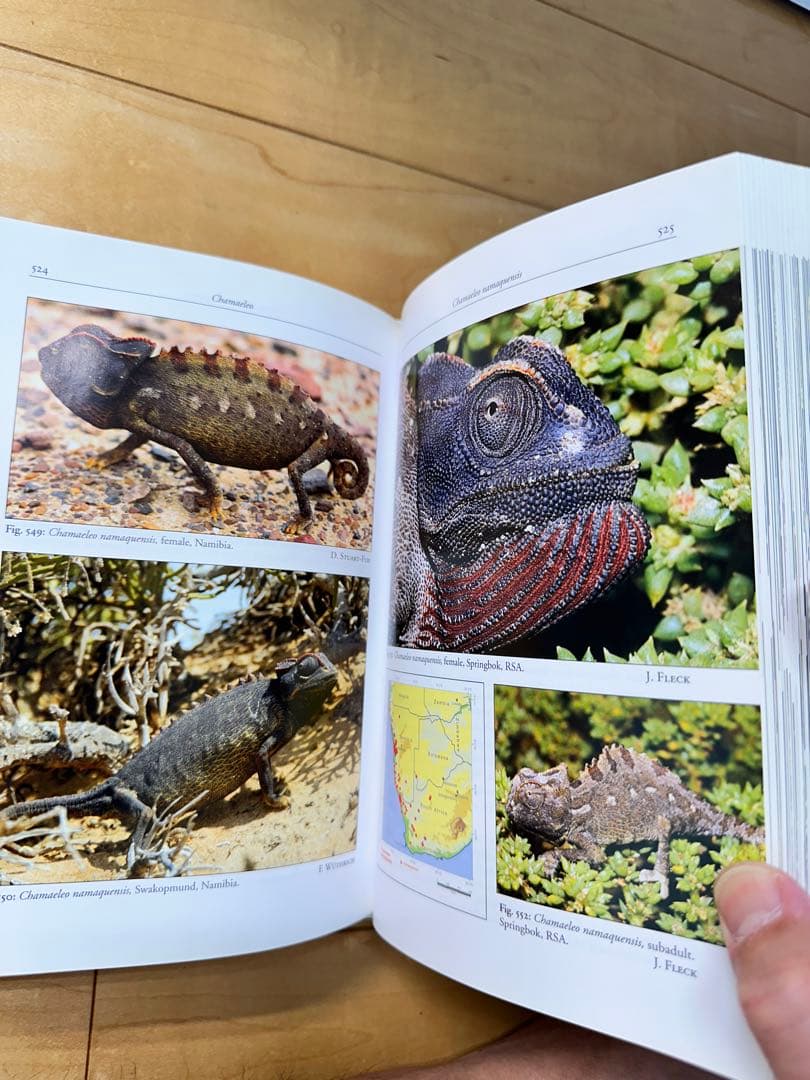 ニッタンプロフ確認　Chameleons of Africa