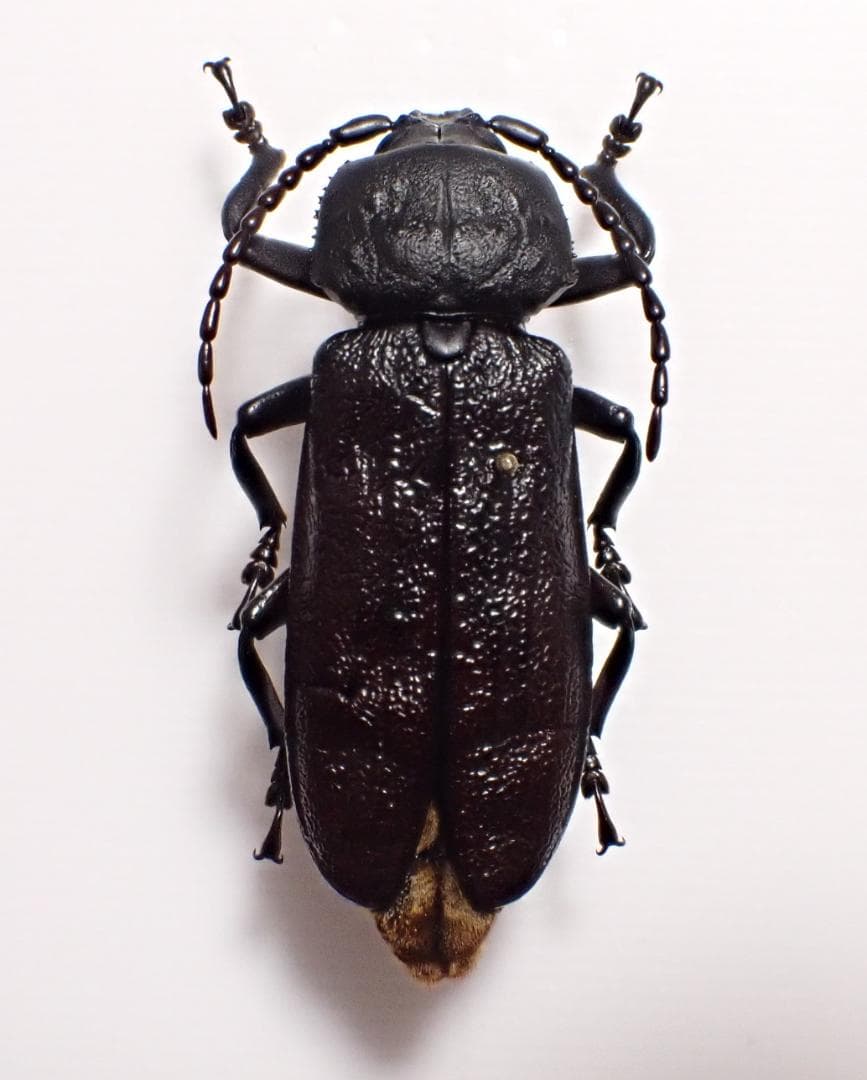 超希少　P.N.G　ベニゲセニオオチャイロウスバカミキリ　標本