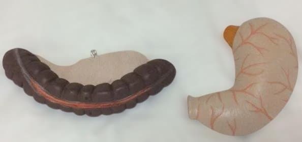 人体模型 消化器系 3分解モデル　3B Smart Anatomy