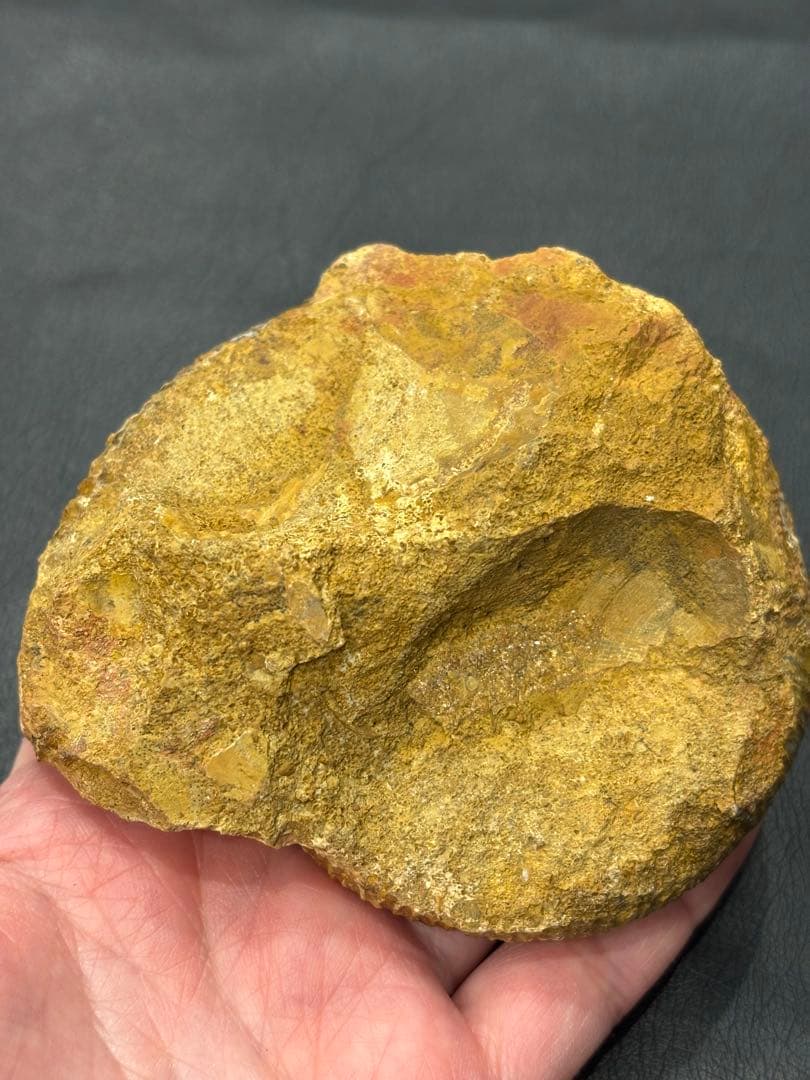 化石　アンモナイト　パーキンソニア