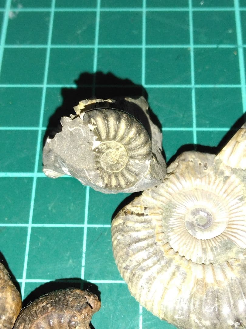 世界のアンモナイト　化石 ヘマタイト　方解石置換