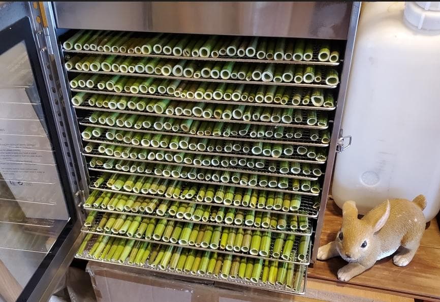 keins様-専用出品　茎１kg　実600g　(国産・高品質)乾燥パパイヤの茎