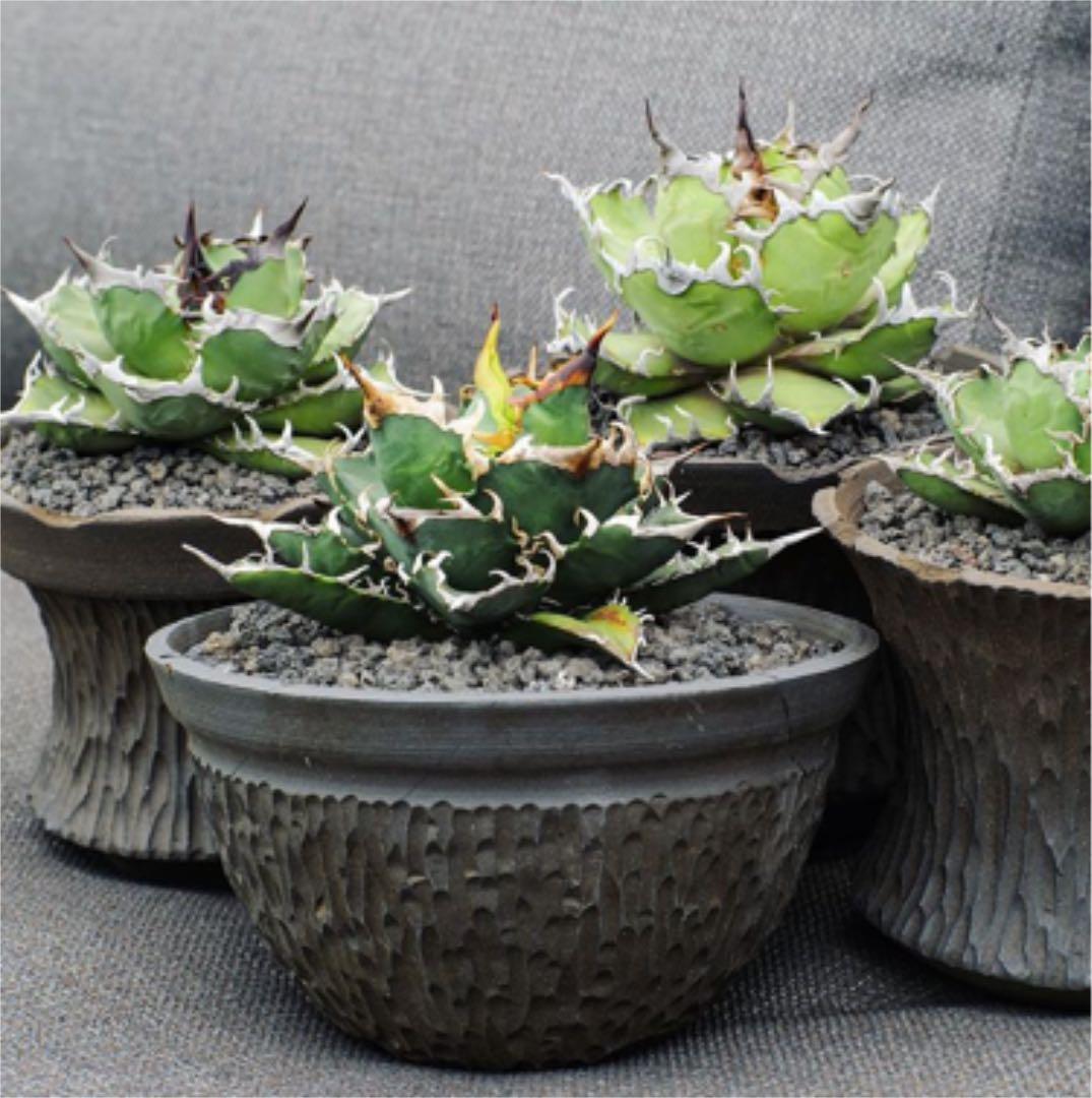 Kikko  吉光釜 激レア鉢 アガベ チタノタ グラキリス パキポディウム