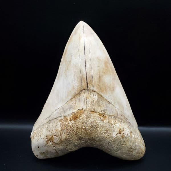 極上 メガロドン 歯 化石 本物 インドネシア 127.72mm mg10
