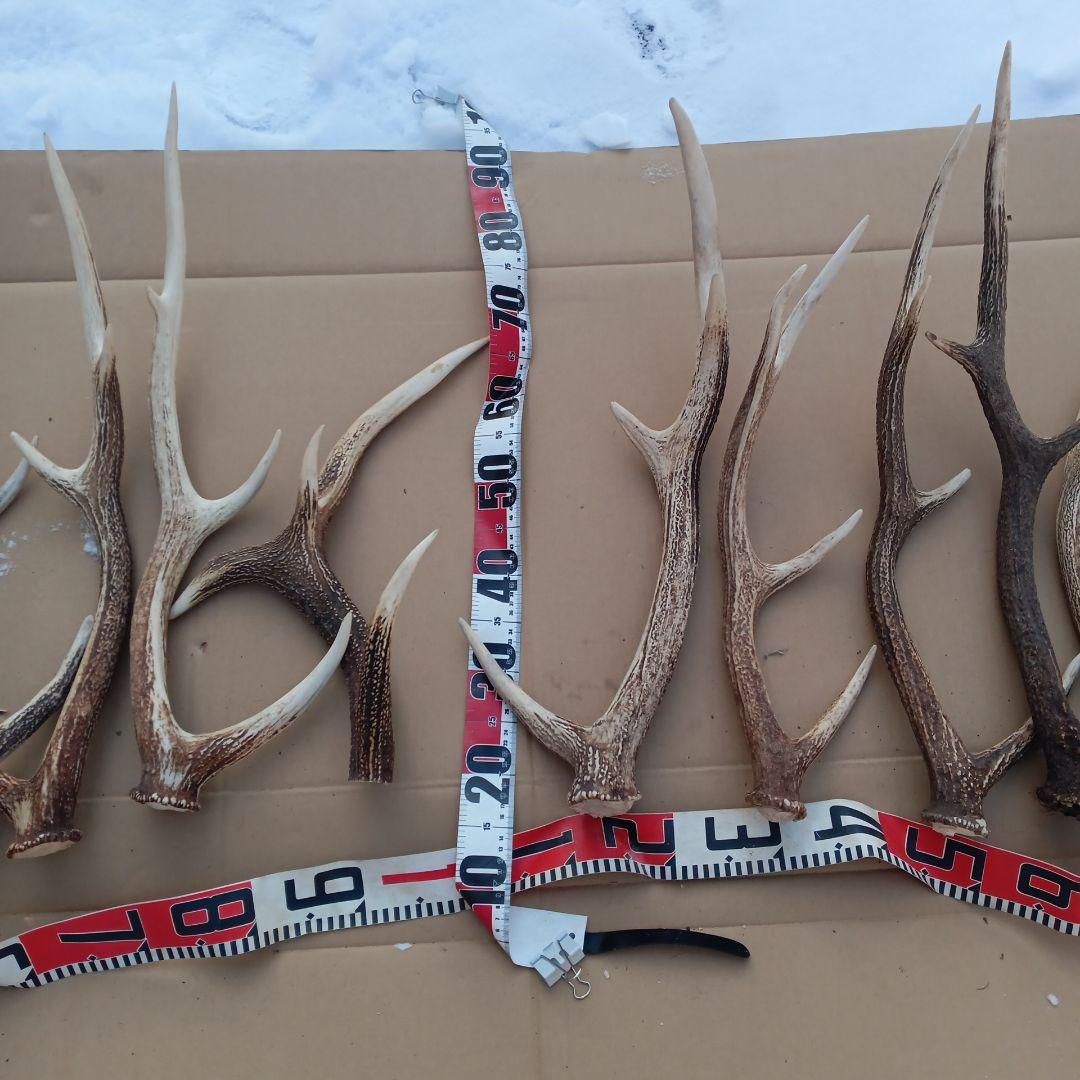 蝦夷鹿の角 犬用おもちゃ、工芸品などに ５番