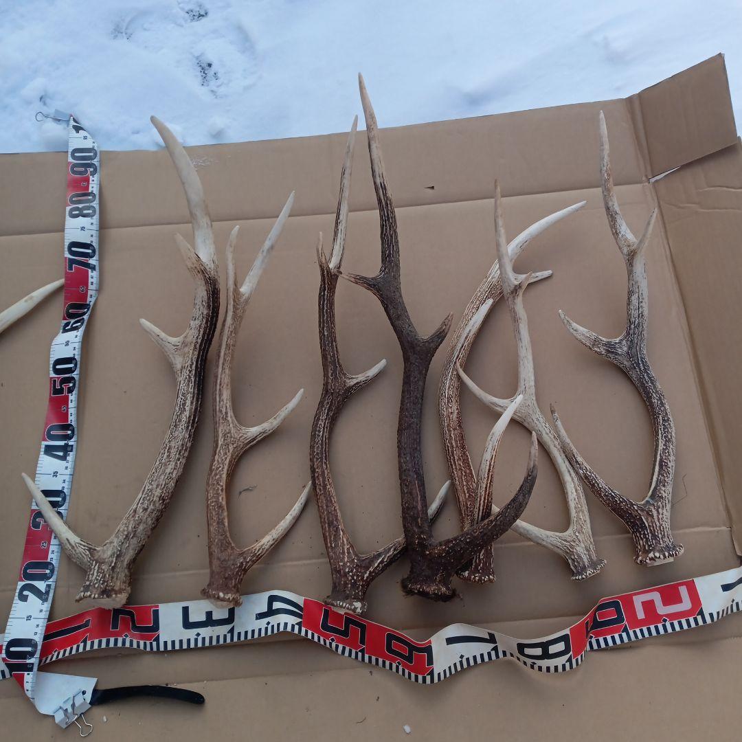 蝦夷鹿の角 犬用おもちゃ、工芸品などに ５番