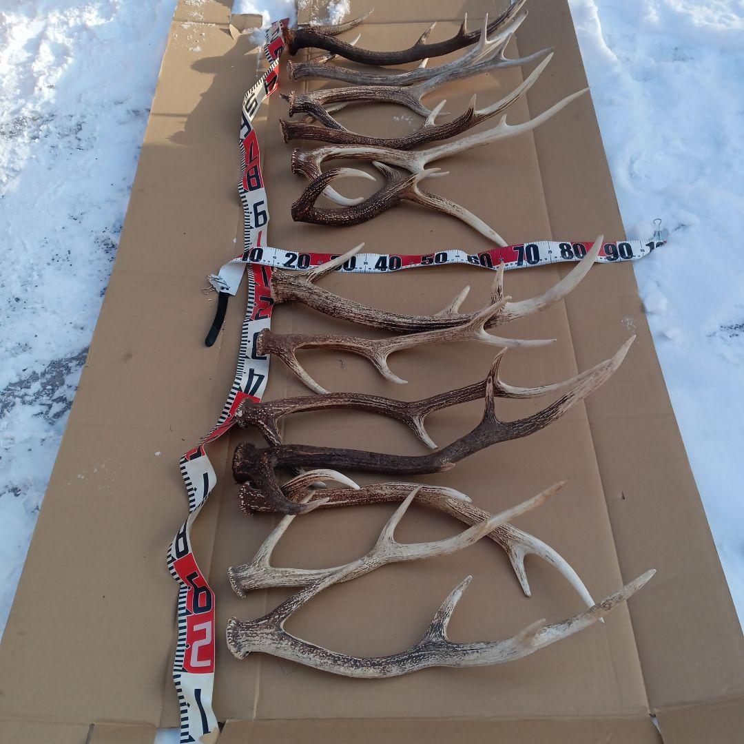 蝦夷鹿の角 犬用おもちゃ、工芸品などに ５番