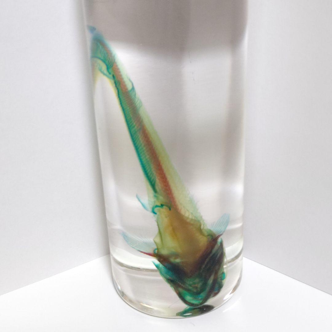 【良品】新世界透明標本 -ナマズ-