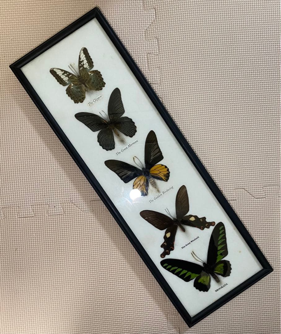 蝶標本 5体セット 壁掛け アンティーク クリニャンクール