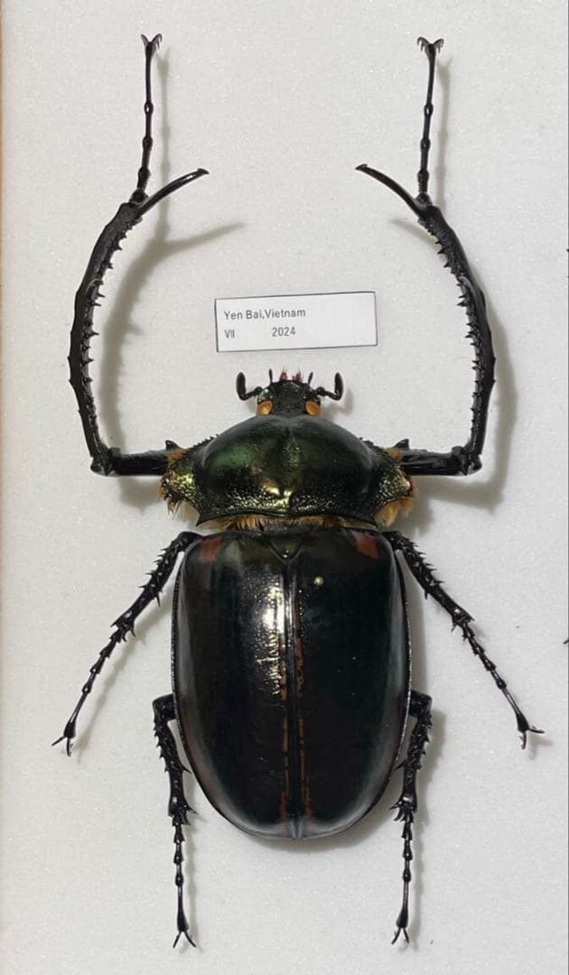 特大　ヤンソニーテナガコガネ　標本　76mm