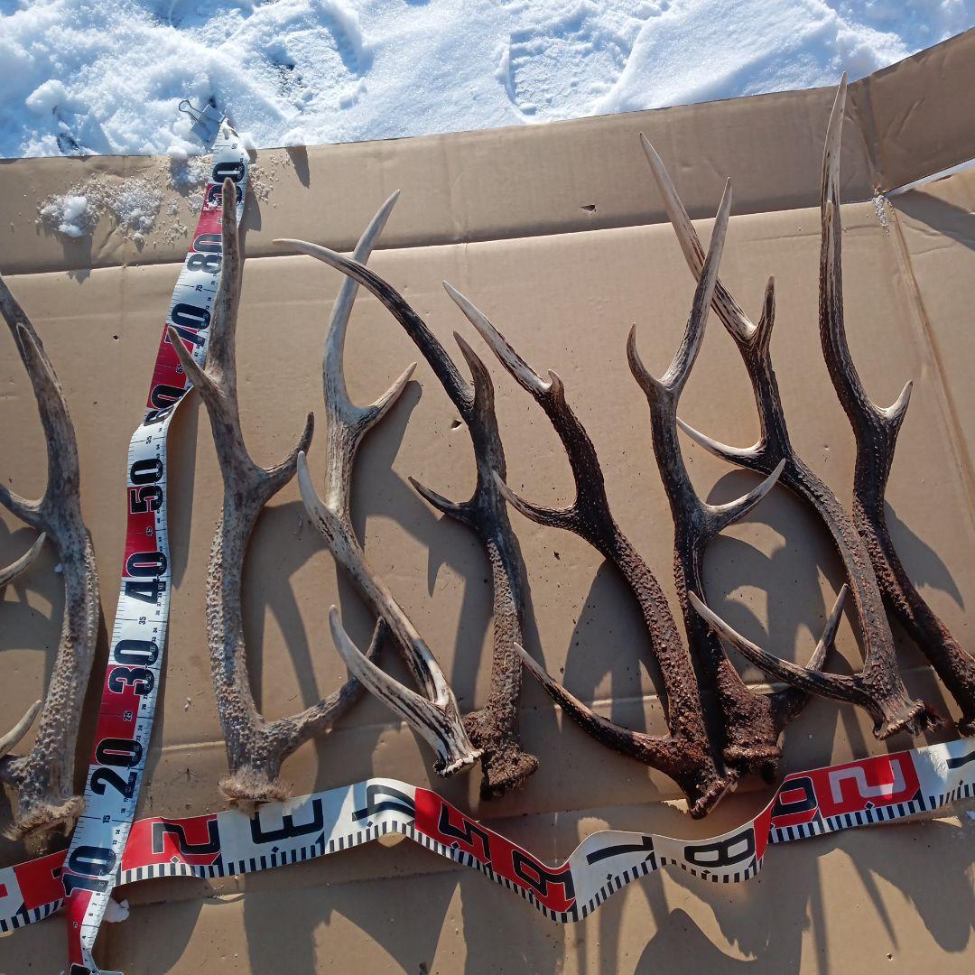 天然蝦夷鹿の角 　犬のおもちゃ　 工芸品などにどうぞ　１１番