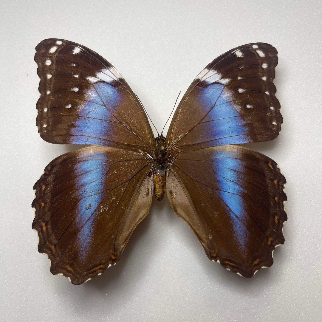 モルフォ蝶ヘラノールpindarusメス