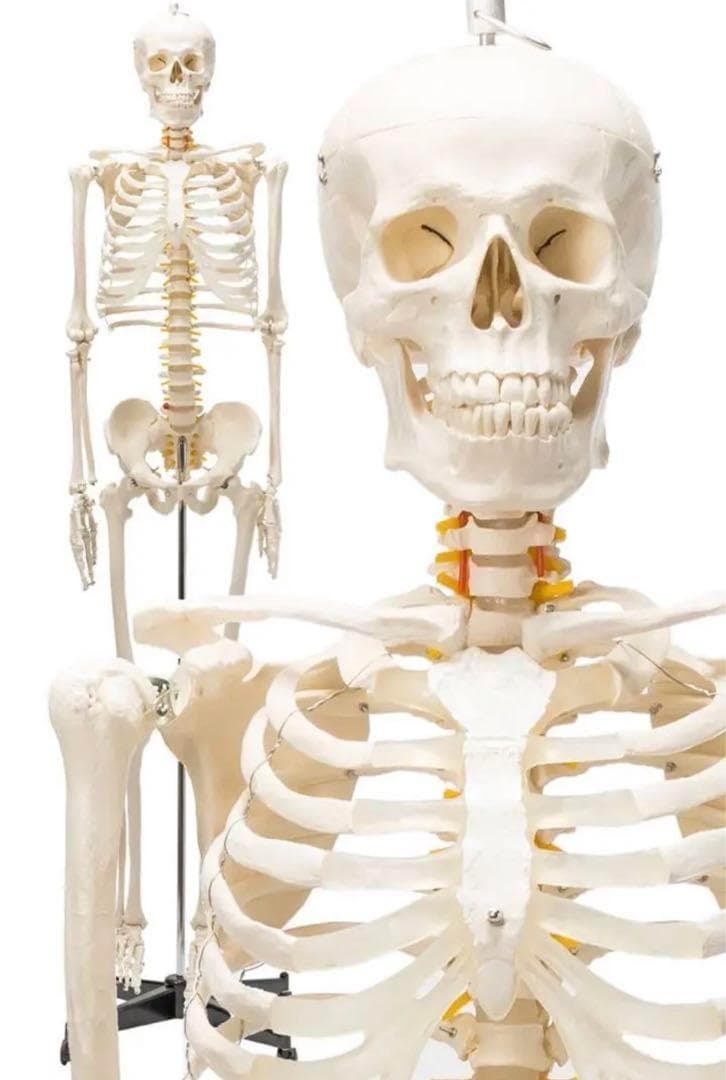 B1743等身大 人体模型 170cm神経根有り全身骨格模型 骨格標本 骸骨模型