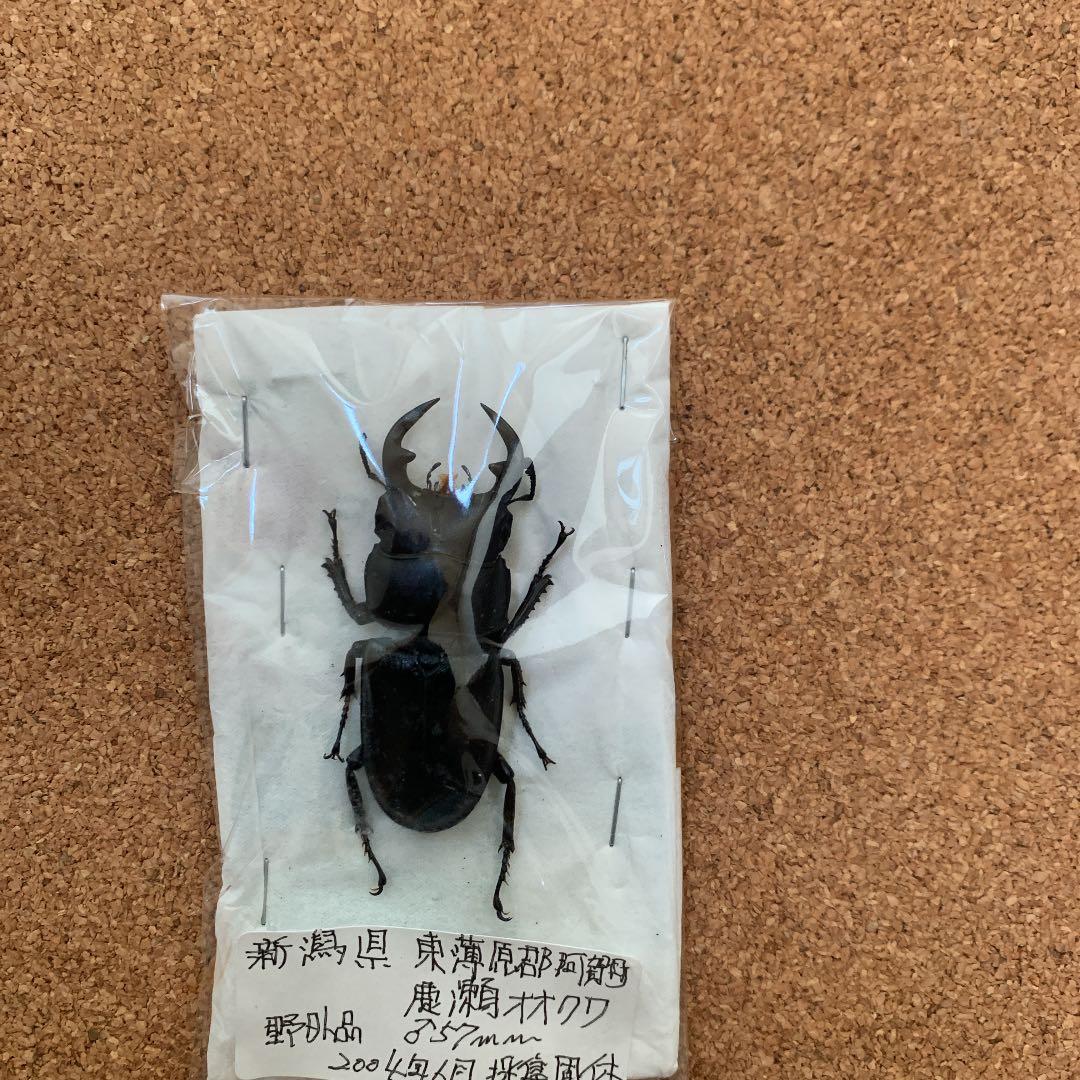 新潟県加瀬野外オオクワガタ　灯火採集57ミリ