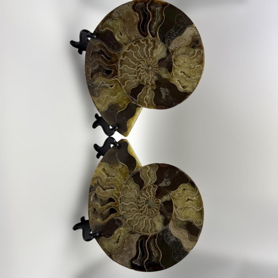 アモナイト化石 ペア　スタンド付き
