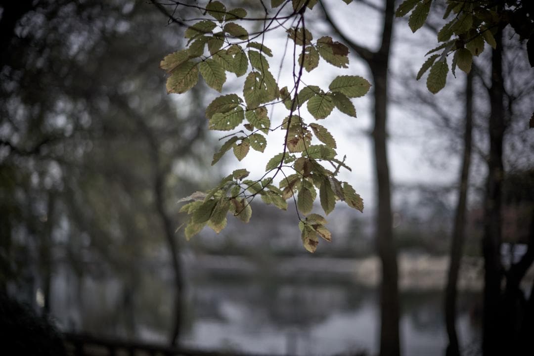 ライカ LEICA NOCTILUX-M 1:1.2/50 ASPH.