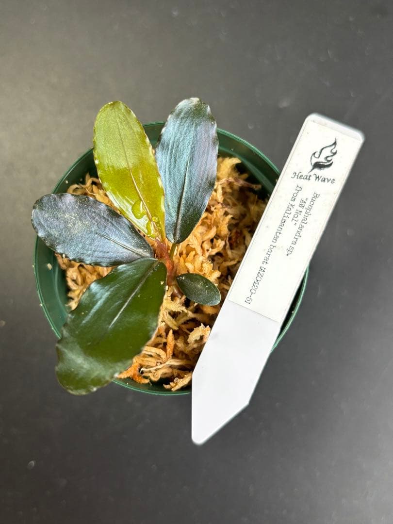 ブセファランドラ sp. \