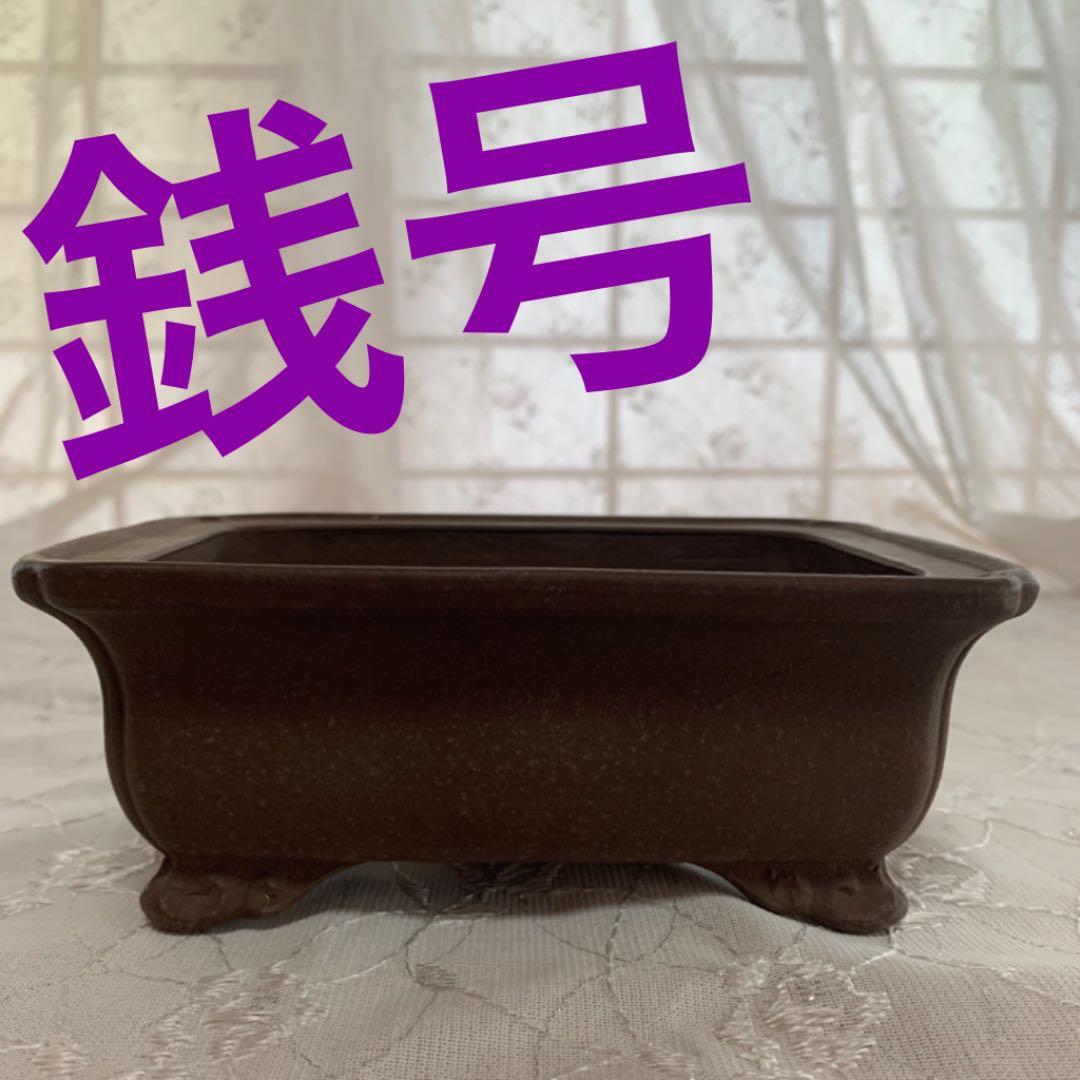 銭号　盆栽鉢　長方