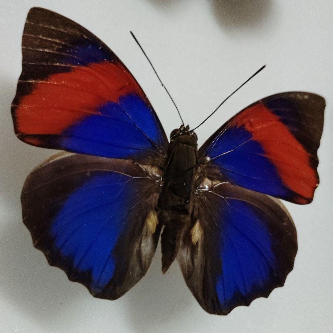 美品　ナルキッサスミイロタテハ A〜A-品　蝶標本　ブラジル　オビドス