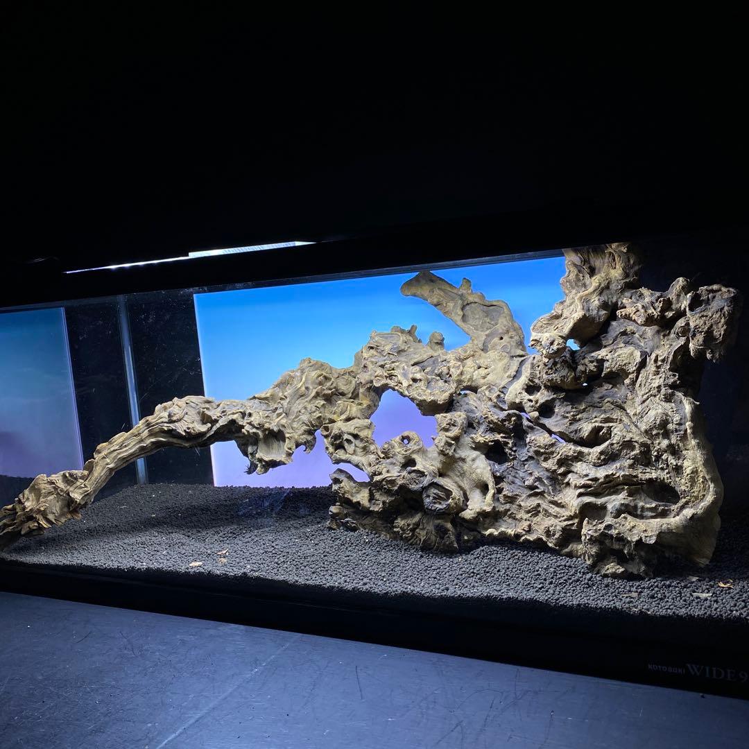 MJW-6434 「特大」ジンジャーウッド　90cm水槽用　天然流木2本セット