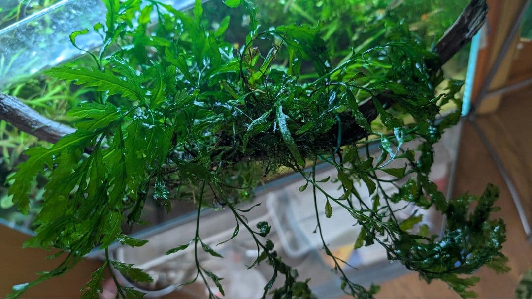 ボルビティスヒュディロティ大株（葉約30枚）とトライデントとウィローモス活着流木