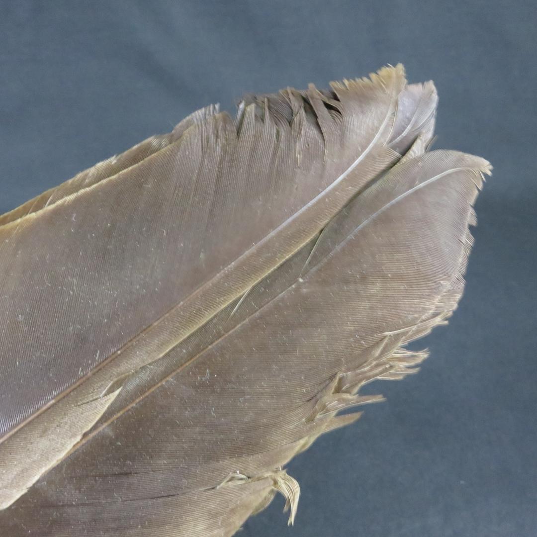 羽根 箒 羽箒 茶道具 お茶道具 茶の湯 お稽古 お点前