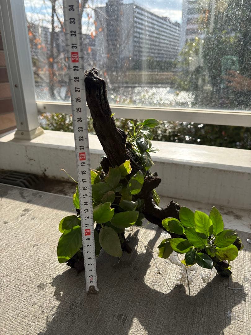 水槽用流木とアヌビアス　観葉植物のセット