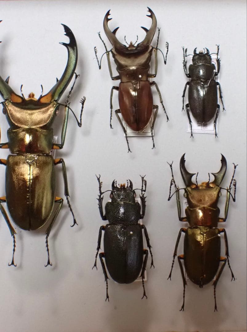 標本　キクロマトス4種　9頭セット　ブリード品