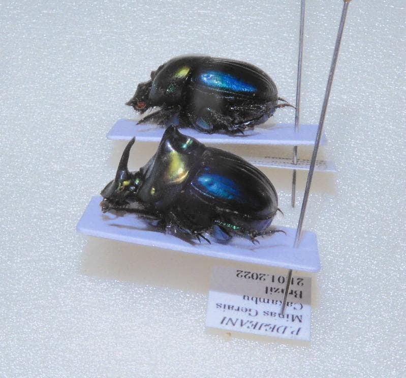 ブラジル産デジアーニニジダイコクコガネ ペア