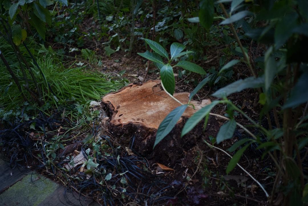 ぬれがらす様現代最小の標準！Elmar-M 50mm F2.8 E39