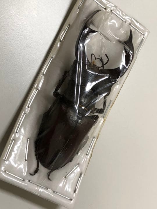 送料込み！　即日発送！　標本　クワガタ