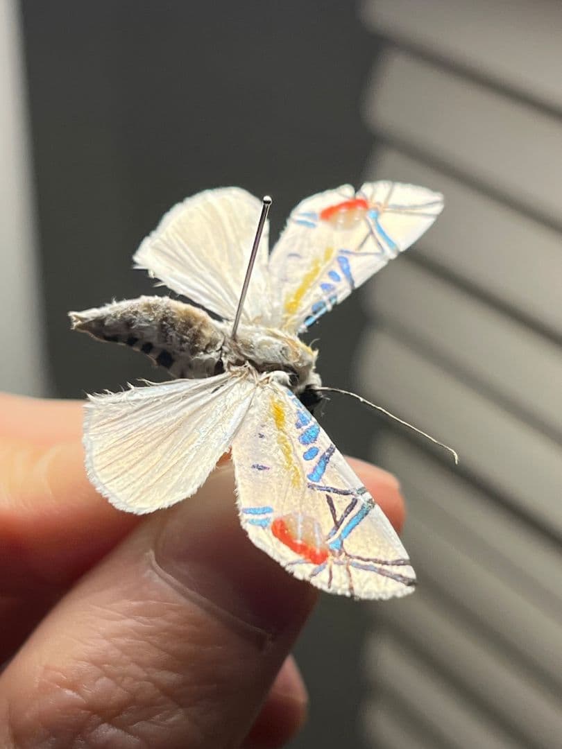 【初展翅C品】ピカソモスタナバタユタカヤガ蛾ルナモスミズアオ