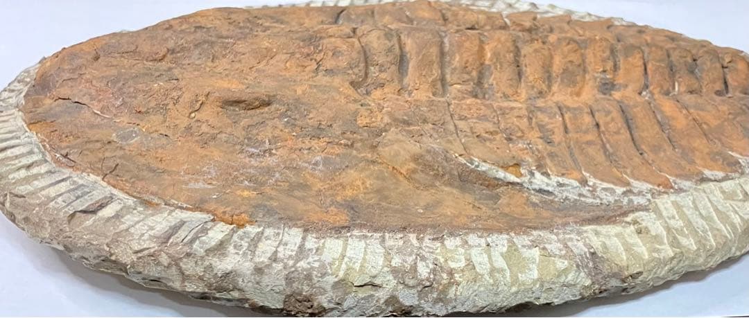 三葉虫化石(大型)　コロラド産