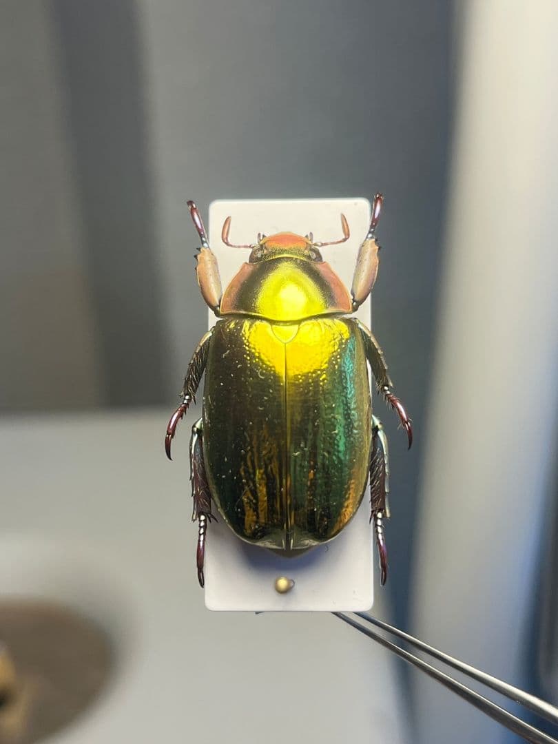 【27mm】アウリガンスプラチナコガネ 金色型 カナブン ウグイスコガネ 標本