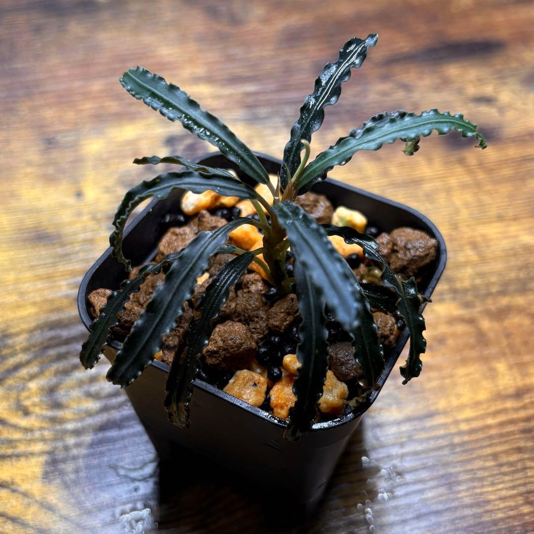 h*3様 ブセファランドラ sp.バンジャルバルダークグリーン【カミハタ2013