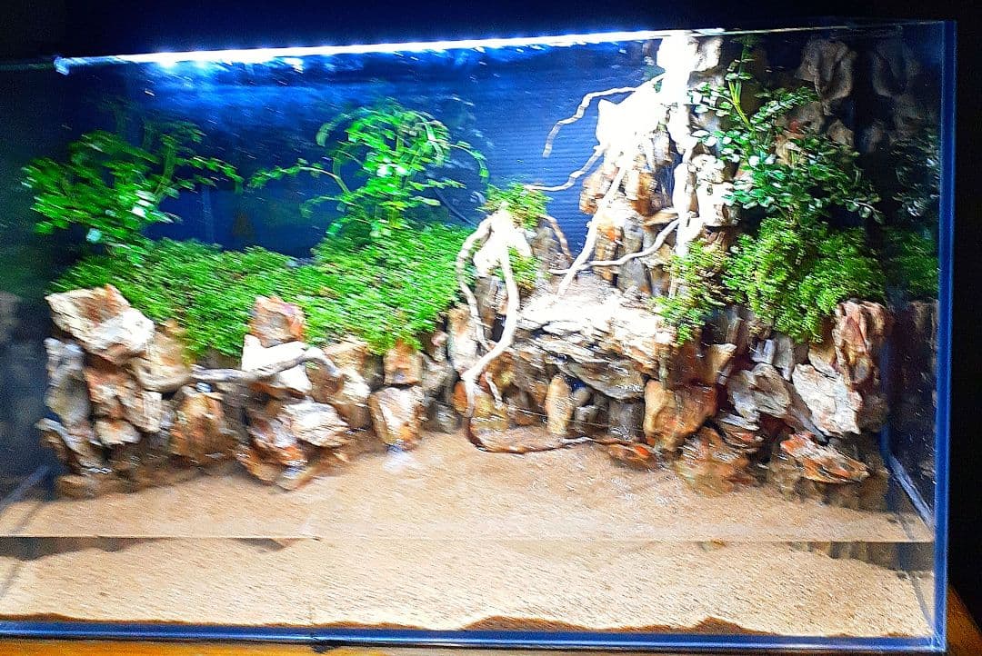 大自然 大型60 アクアテラリウム 完成品 水槽