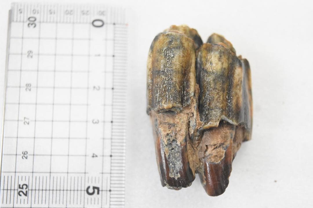 沖縄県産　哺乳類のは化石