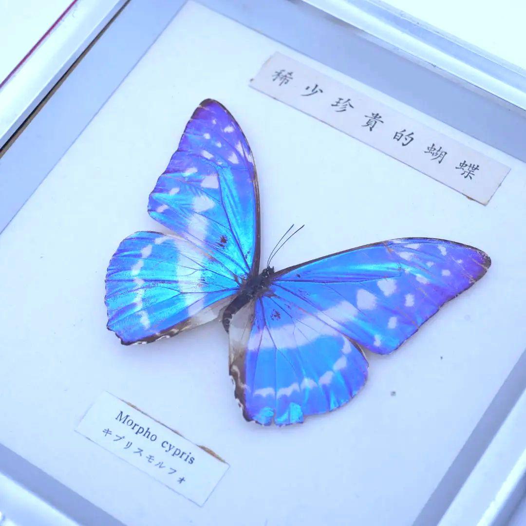 キプリスモルフォ　標本　希少珍奇的胡蝶　額入り