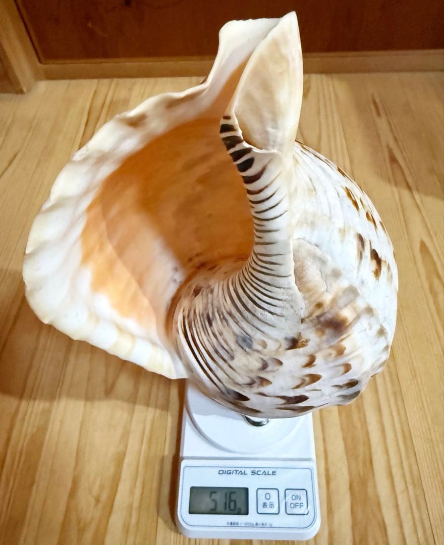 クリスマスセール❗️修験道法螺貝34㎝　山伏　熊よけ　魔除け❣️ホラガイ　ほら貝