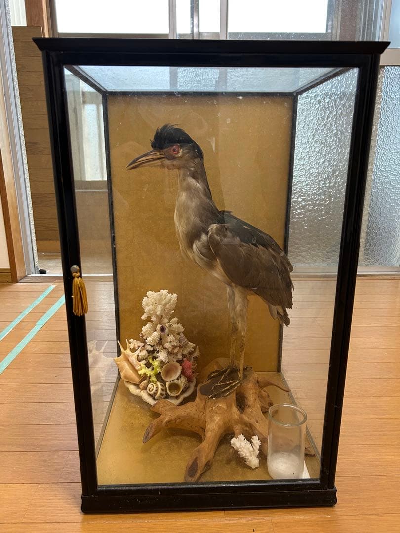 ゴイサギの剥製 ガラスケース入り
