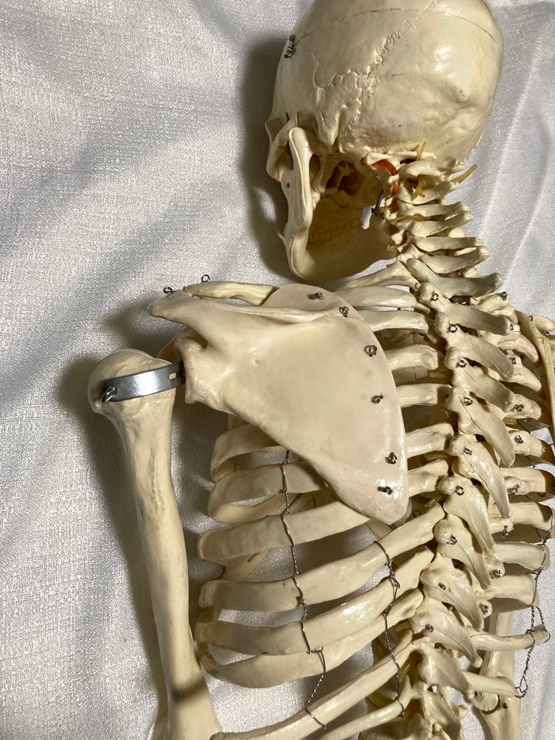 人体骨格模型 等身大