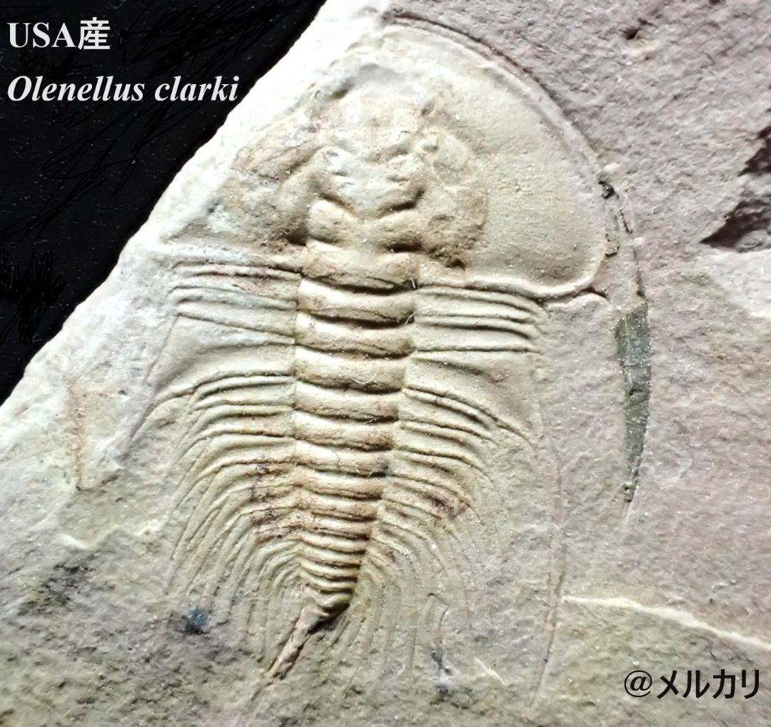 三葉虫の化石 美麗 オレネルス USA産 本物保証