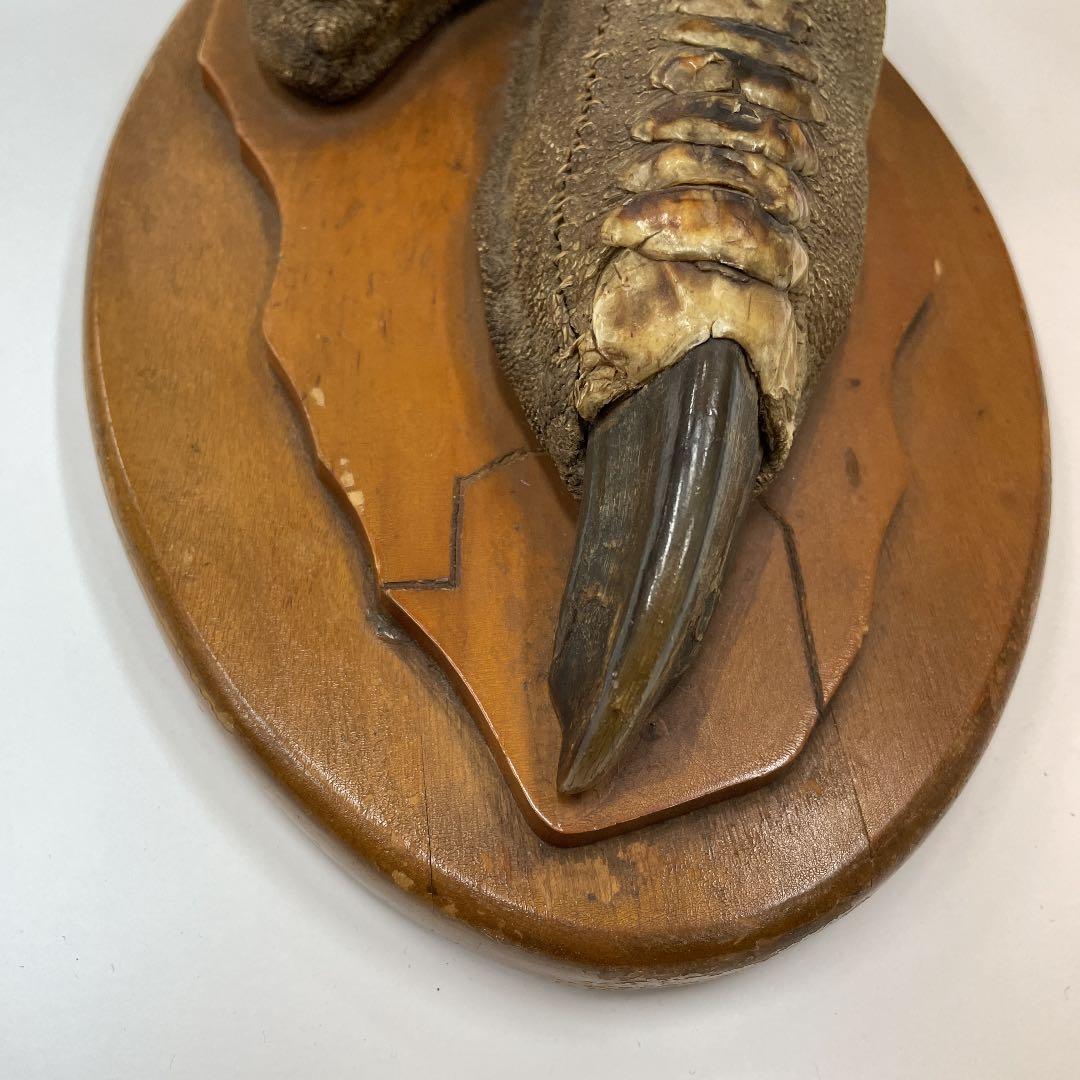 エミューの足の剥製　3連休お値下げ！