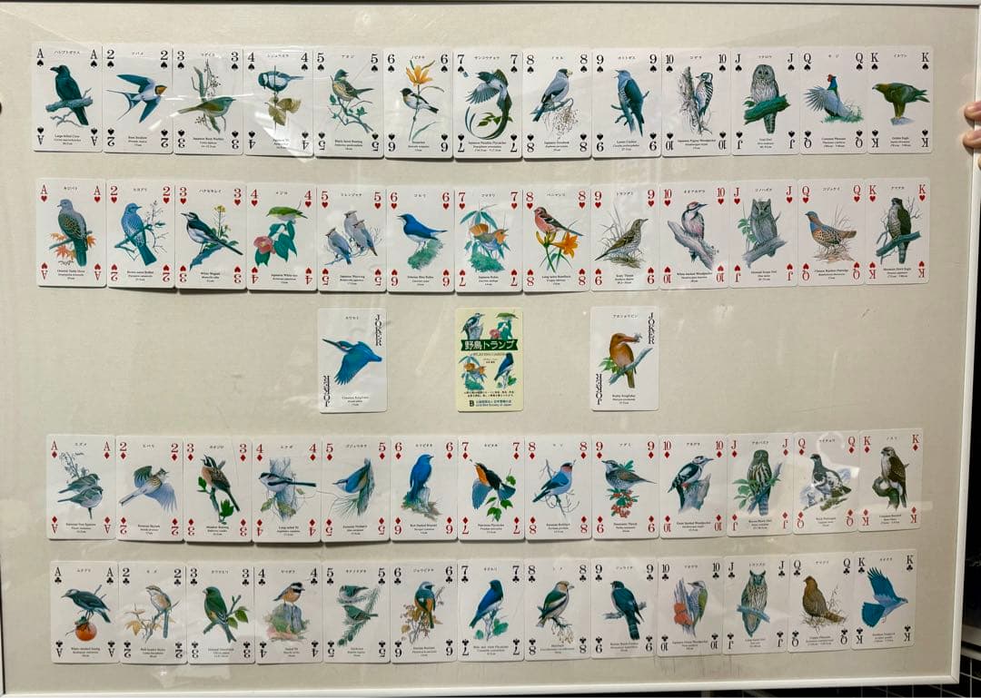 鳥類イラストカード 52枚セット