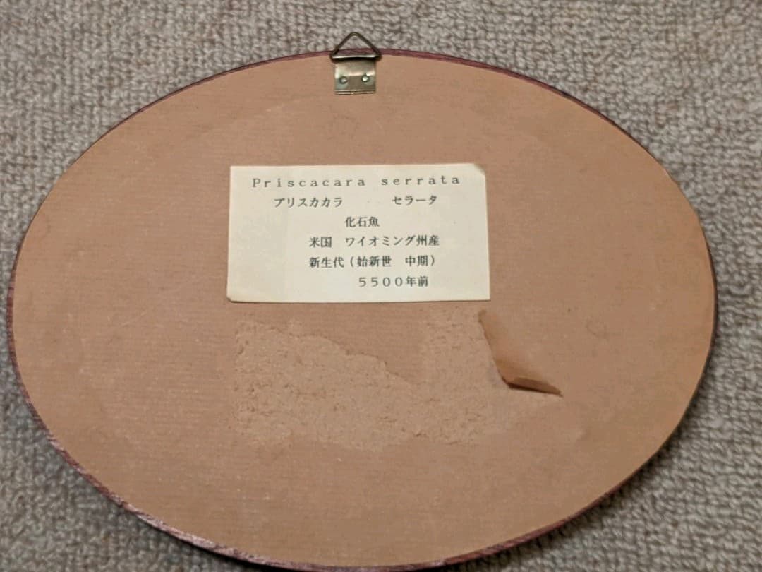 化石魚プリスカカラ　壁掛額入り