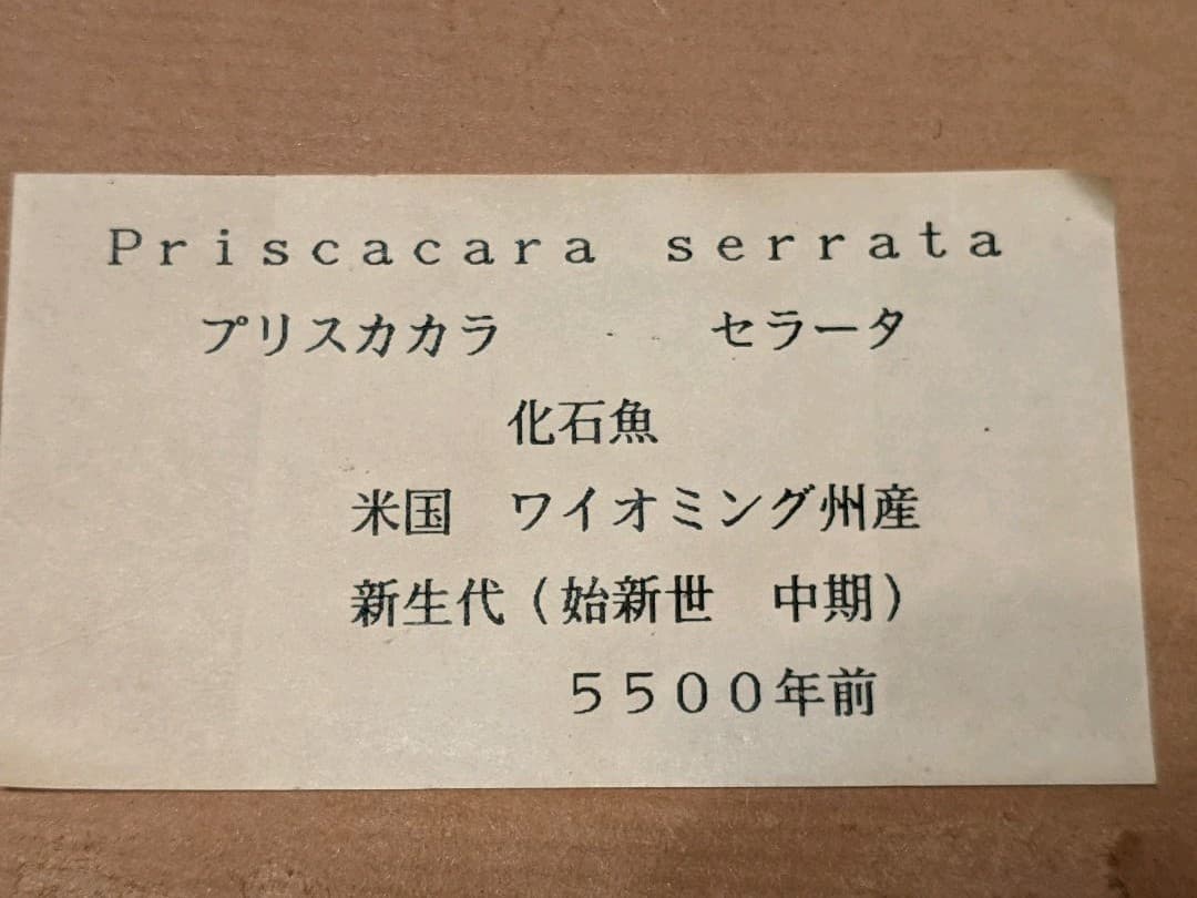 化石魚プリスカカラ　壁掛額入り
