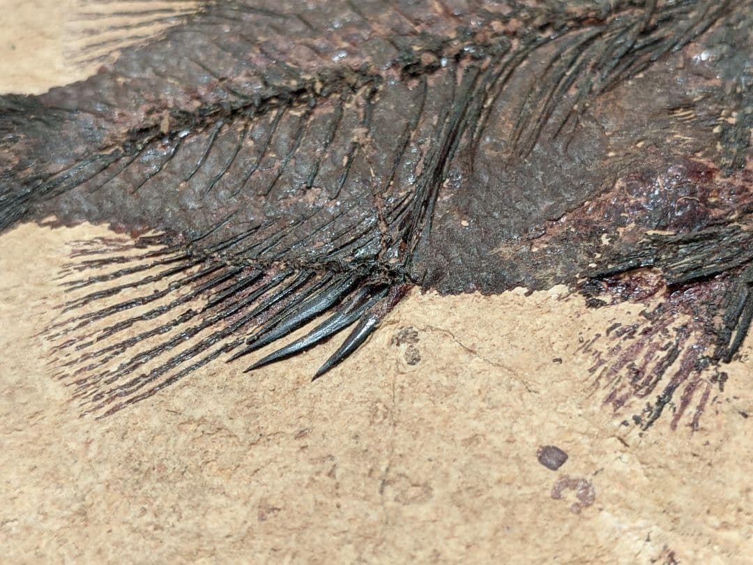 化石魚プリスカカラ　壁掛額入り