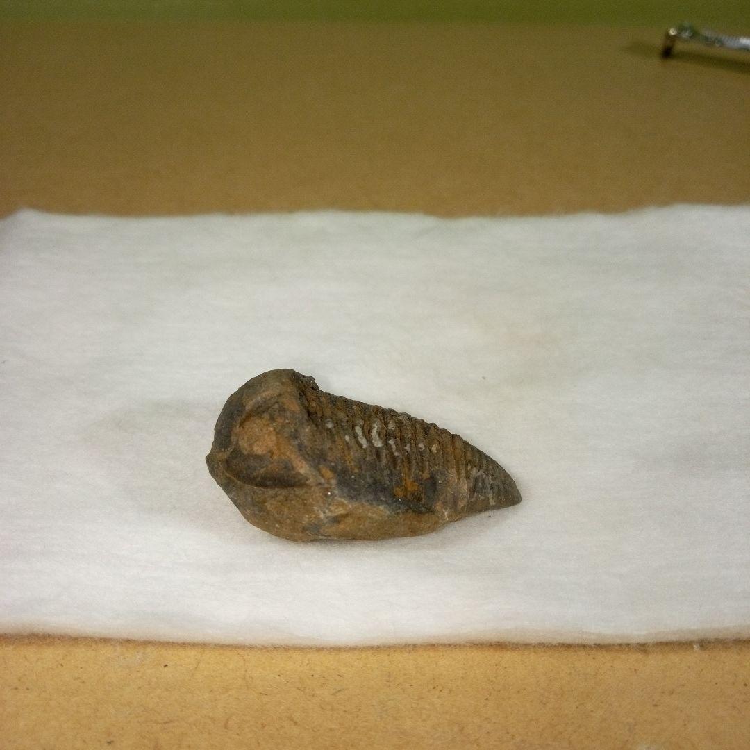 三葉虫　化石　三葉虫化石　究極のレトロ　fossil　ボリビア産　化石管理番号⑯