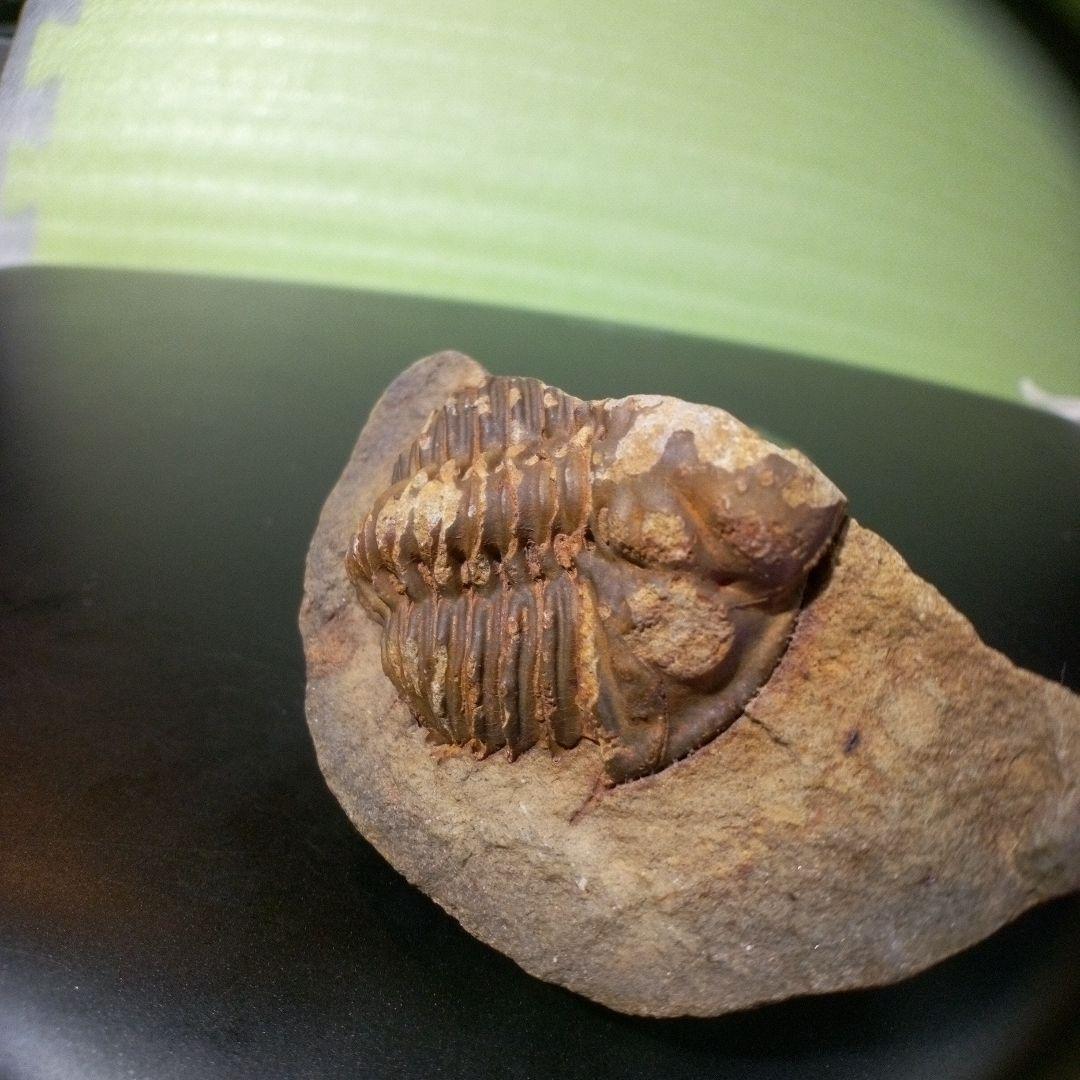 三葉虫　化石　fossil　ボリビア産　レア　Fossil管理⑦